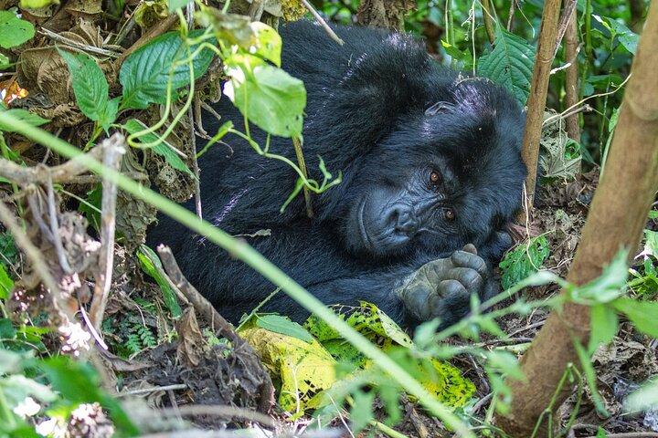 From Kigali: 1-Day Uganda Gorilla tracking experience