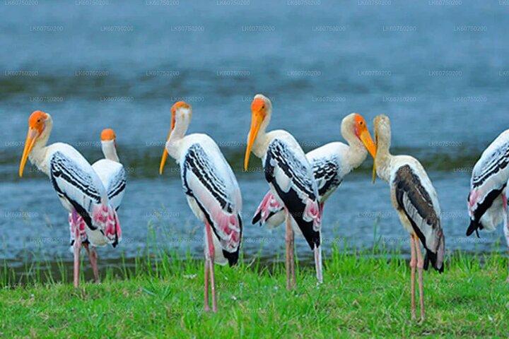 Bundala Safari (Bird Watching) Day Trip - Private & All Inclusive