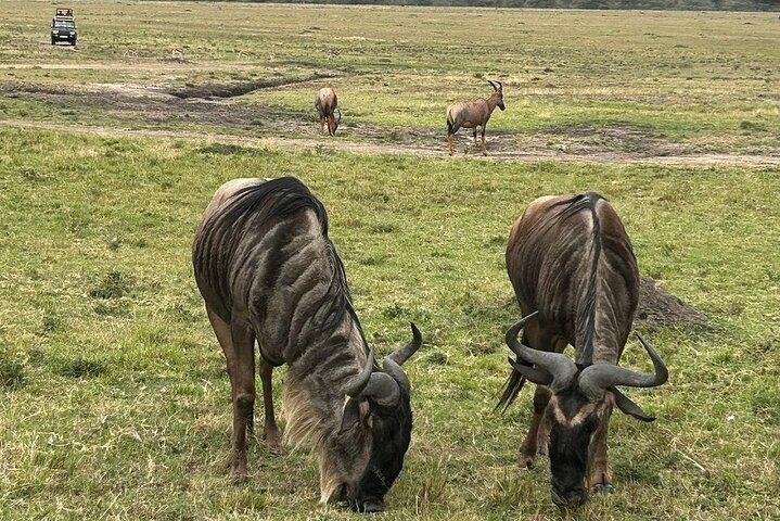 4 Days Masai Mara and Lake Nakuru Group Safari From Nairobi