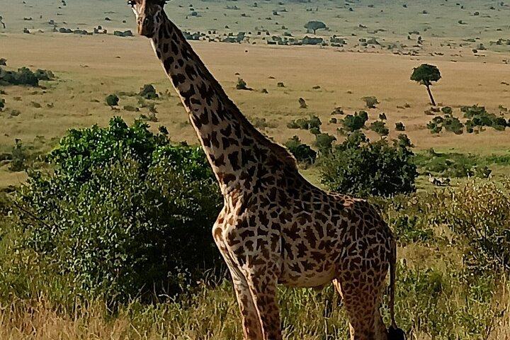 4 Days Masai Mara and Lake Nakuru Group Safari From Nairobi
