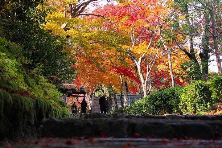 Kyoto Arashiyama Easy Walk Tour