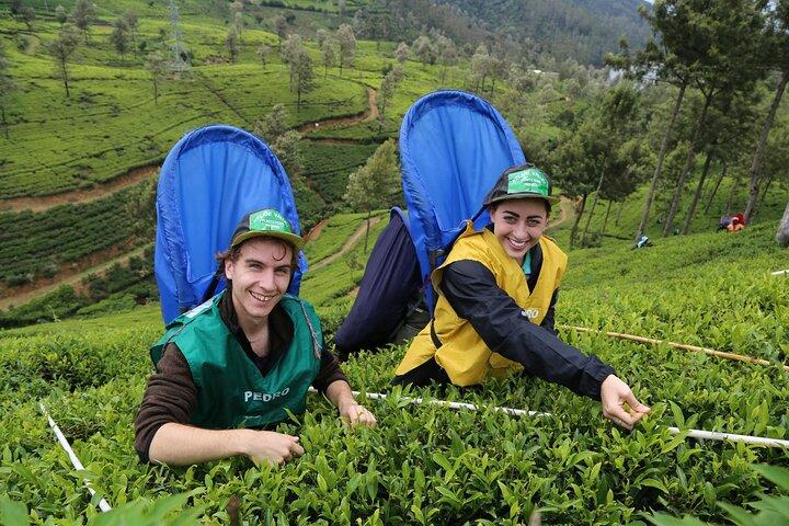 10 Days of Paradise in Sri Lanka Scenic Trains Beaches and More