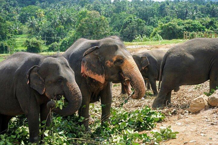 10 Days of Paradise in Sri Lanka Scenic Trains Beaches and More