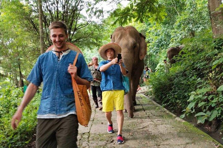 Elephant Experience and Hidden Jungle Waterfall Chiang Mai