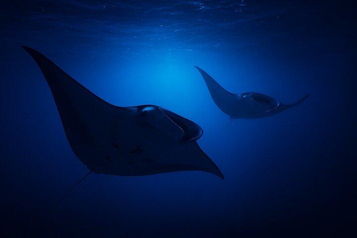 Manta Ray Night Snorkel Experience of a Lifetime