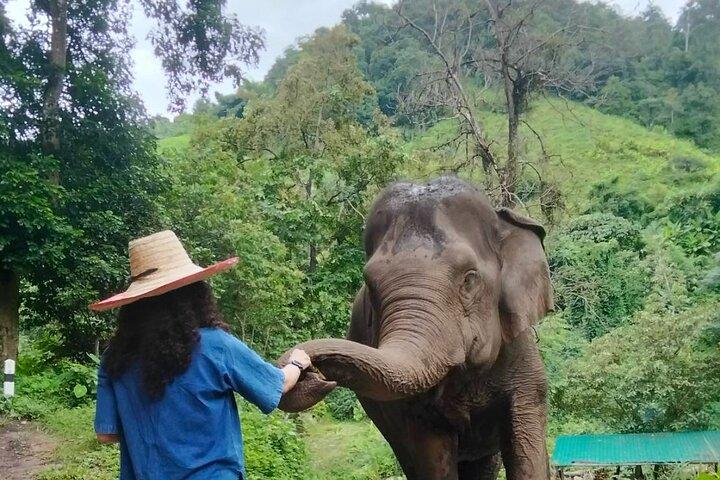 Elephant Experience and Hidden Jungle Waterfall Chiang Mai