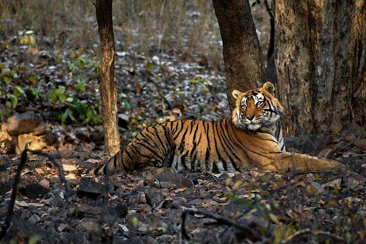 Tiger Safari in Ranthambore National Park