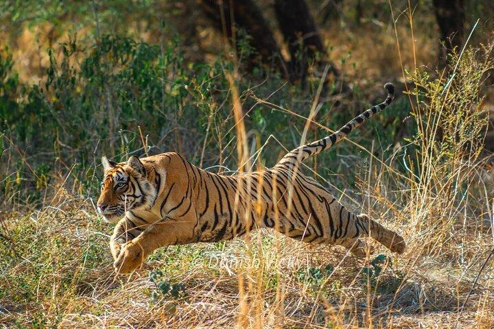 Tiger Safari in Ranthambore National Park