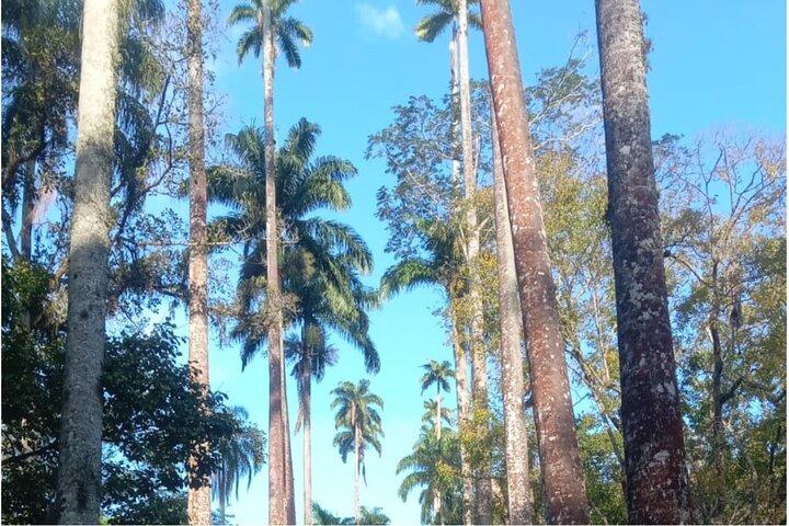 Botanical Garden of Rio de Janeiro