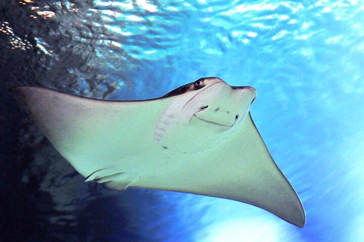 SEA LIFE Aquarium San Antonio Admission Ticket