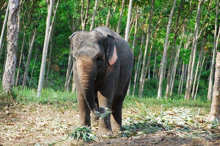 Krabi Elephant Sanctuary and Emerald Pool Adventure
