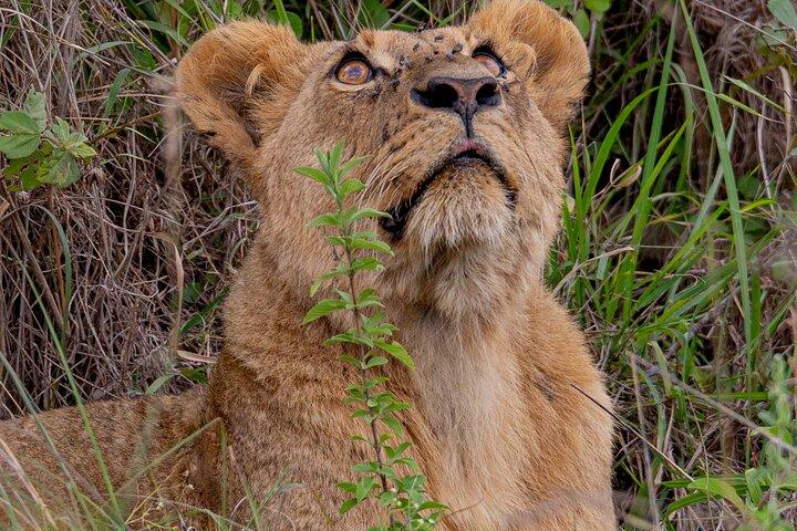Nairobi National Park Half-Day Game Drive Guided Tour