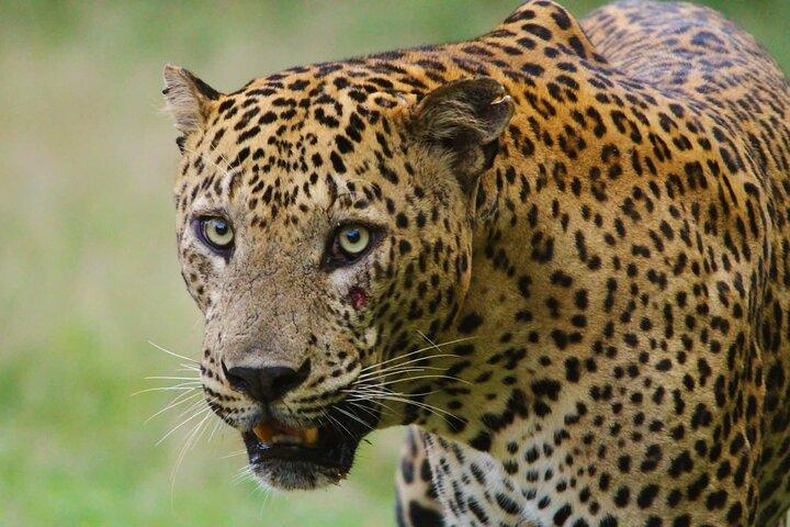 Yala safari Tours Morning /Afternoon /Fullday