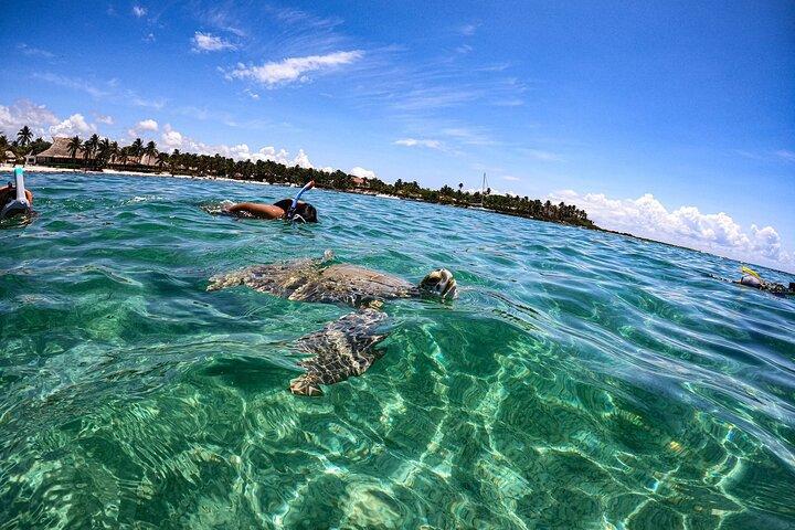 Cenote and Swimming with Turtles Private Tour in Akumal