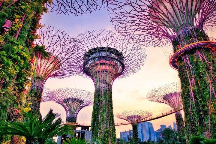 Singapore Nocturnal Night Cruise , Garden Rhapsody & Spectra