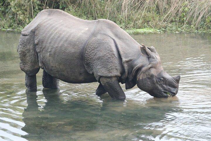 Chitwan Jungle Safari from Kathmandu Pokhara