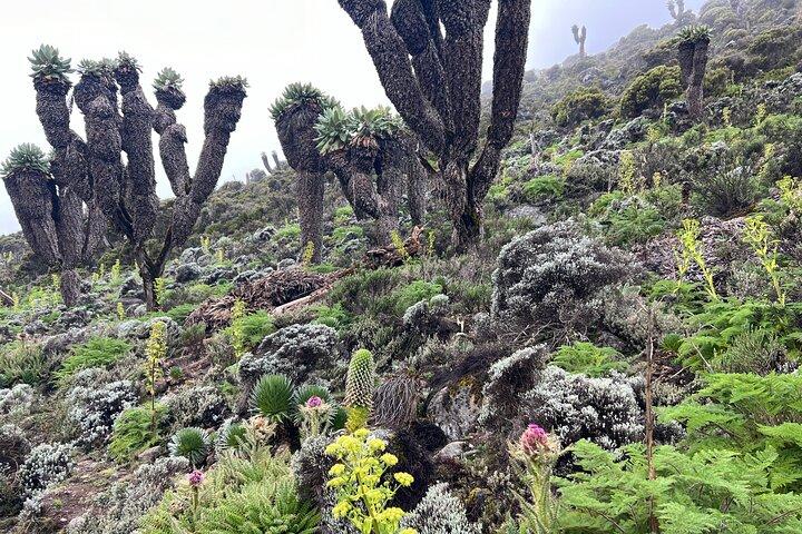 8 Days Kilimanjaro Climbing Lemosho Route