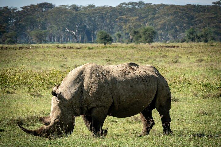 Plan Your 7-Day Maasai Mara to Amboseli Adventure