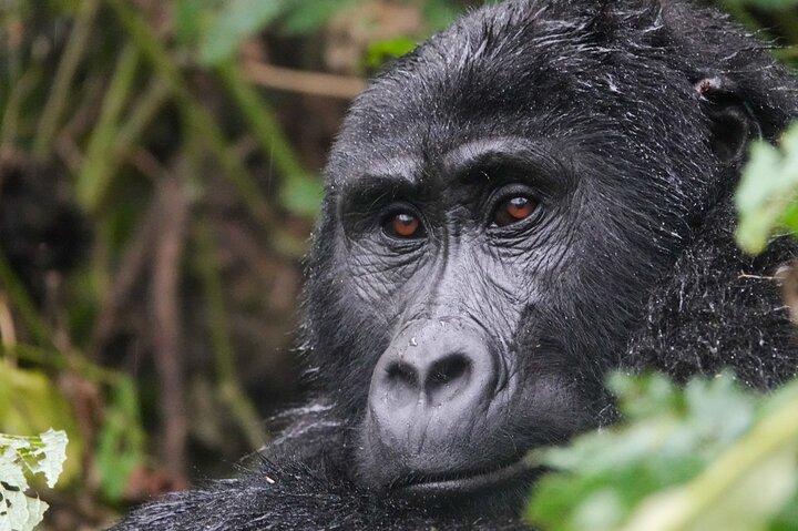 11 Day Uganda Safari Gorilla Trekking and National Parks Tour