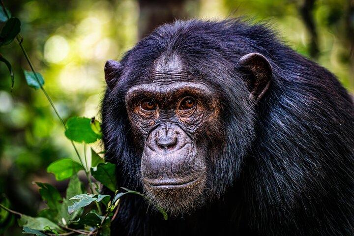 11 Day Uganda Safari Gorilla Trekking and National Parks Tour