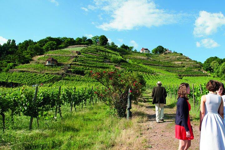 Wine tasting at the winery 3 wines 100% enjoyment