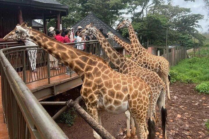 Nairobi National Park, Giraffe Center and Cultural Dances Tour