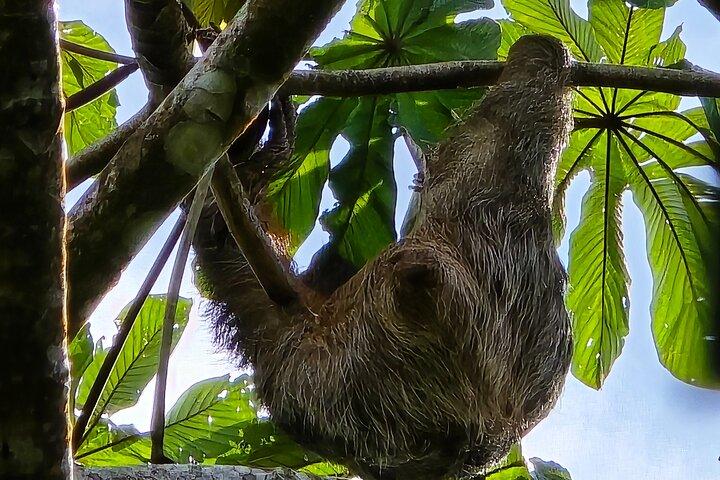 Sloth Discovery and Hot Springs Tour in Costa Rica