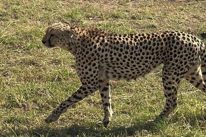 Amboseli National Park 3 Day Private Safari Adventure