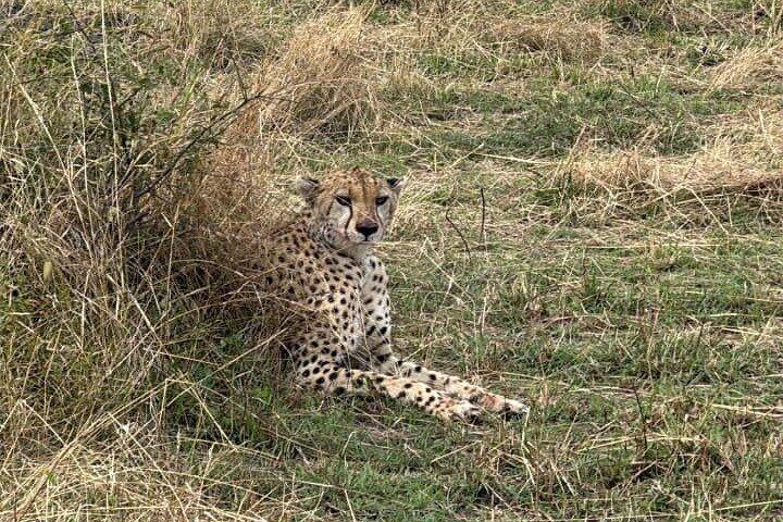 5 Day Private Kenya Safari Masai Mara Lake Nakuru and Amboseli