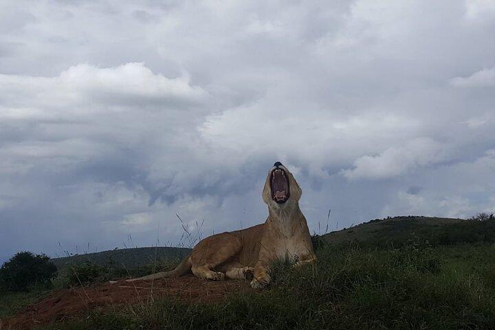 5 Day Private Kenya Safari Masai Mara Lake Nakuru and Amboseli