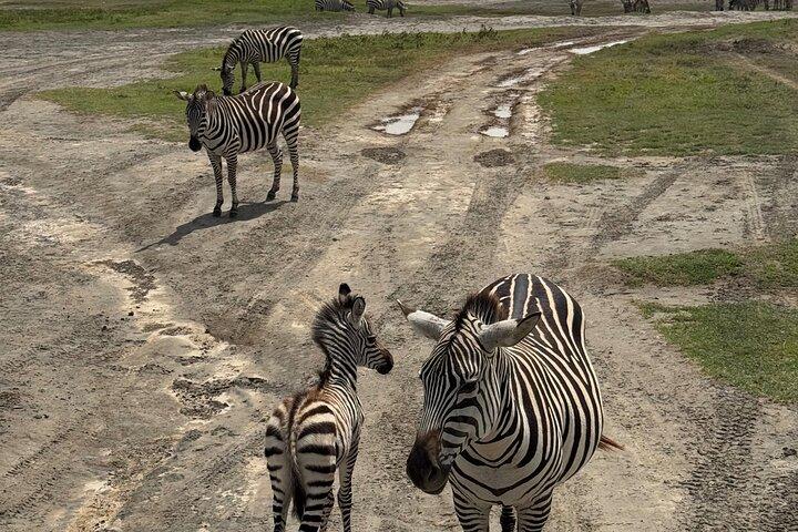 4 Days Mixed Safari to Tarangire, Serengeti & Ngorongoro Crater