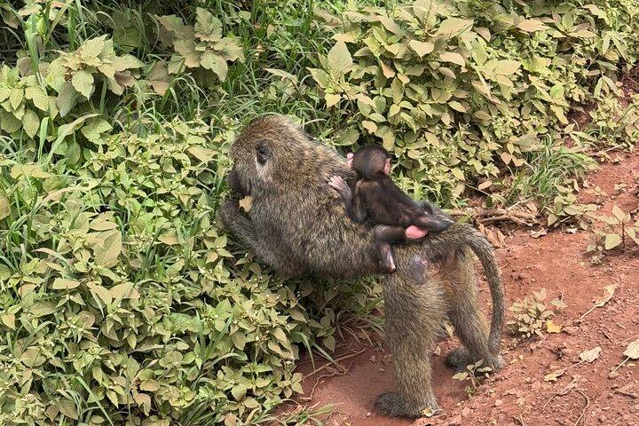 4 Days Mixed Safari to Tarangire, Serengeti & Ngorongoro Crater