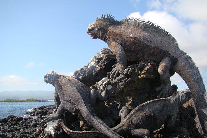 Isla Pinzón - Day Tour - From Santa Cruz - Islas Galápagos