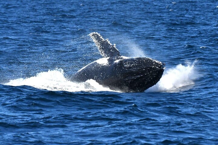 Sea Cliff Bridge, Kiama Blowhole, Beaches & Wildlife Small Group