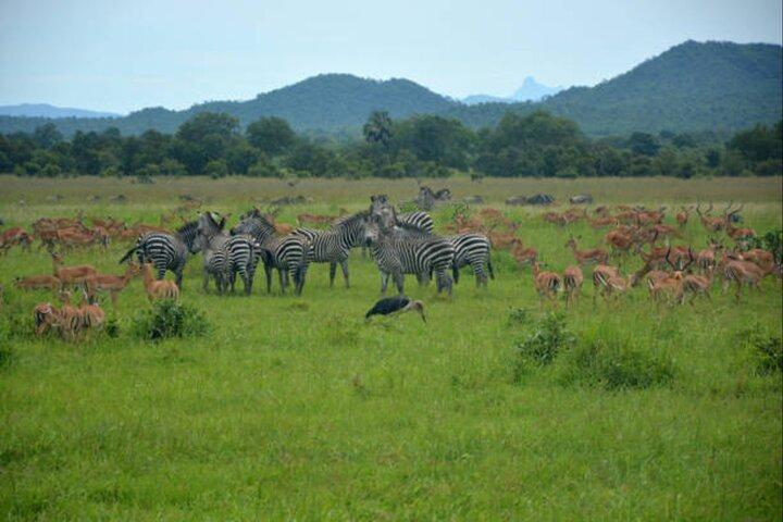Full Day 4 by 4 Safari from Zanzibar to Mikumi National Park