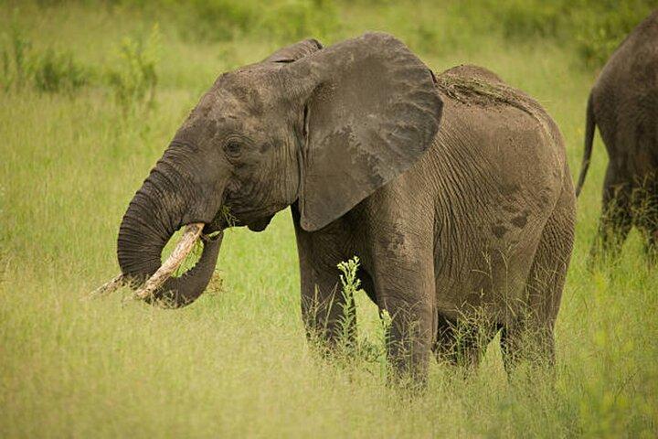 Full Day 4 by 4 Safari from Zanzibar to Mikumi National Park