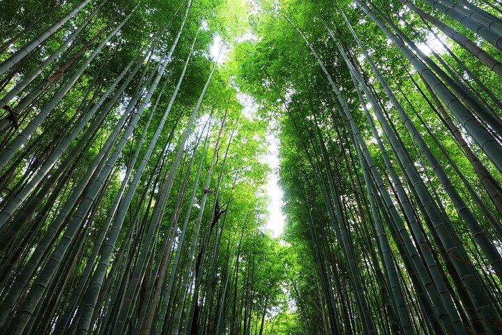 Kyoto Morning Tour with English Speaking Guide
