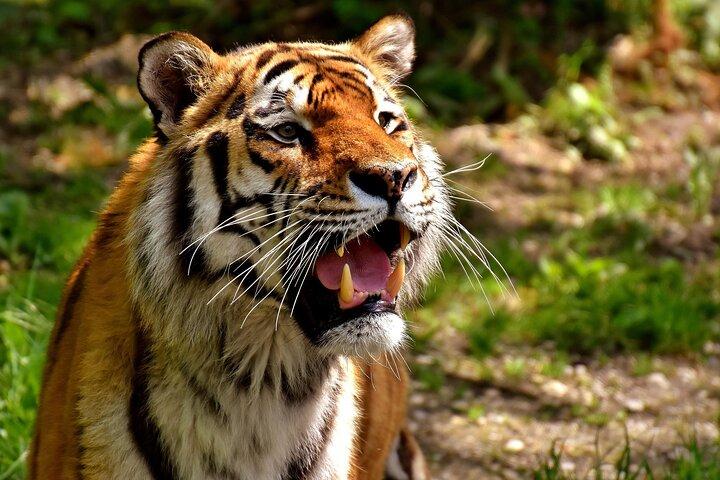 3-Day Ranthambhore Tiger Tour to Agra and Jaipur from Delhi