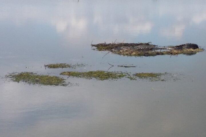 90 Minute Airboat Tour in the Florida Everglades