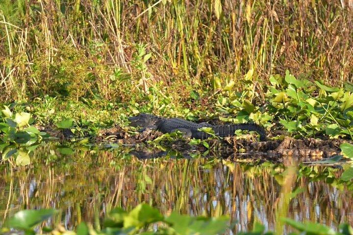 90 Minute Airboat Tour in the Florida Everglades