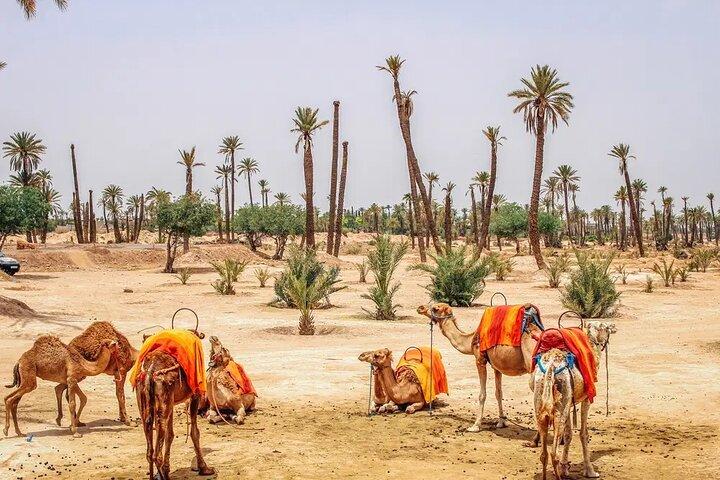 Camel Ride in the Palmeraie of Marrakech