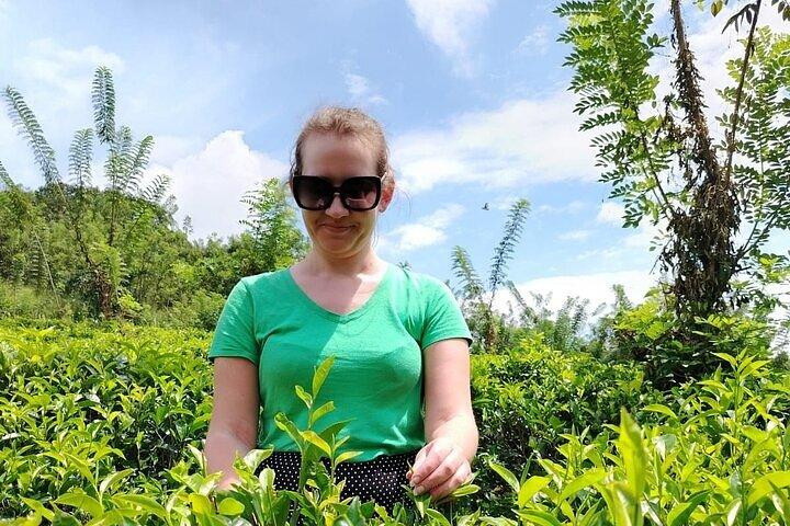 Kandy to Nuwara Eliya Private Day Tour: Tea Factory& Gregory Lake
