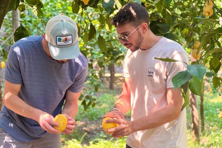 Sorrento: Lemon Grove Visit & Limoncello Tasting