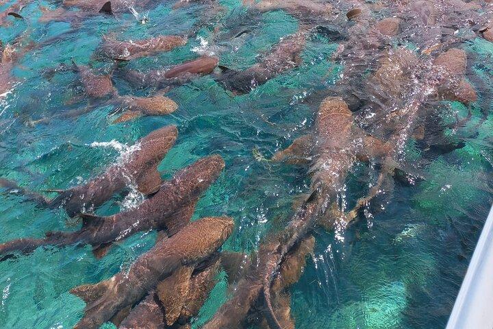 Half-Day Private Barrier Reef Snorkeling in San Pedro