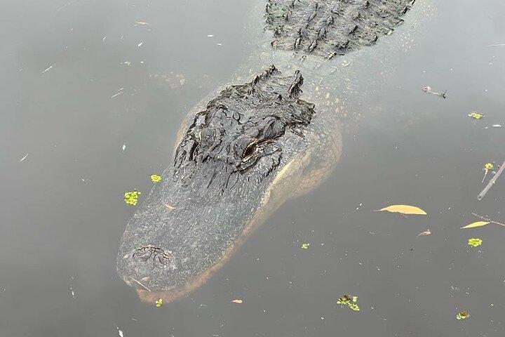 New Orleans Premium Six-Passenger Airboat Adventure