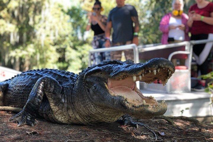 New Orleans Premium Six-Passenger Airboat Adventure