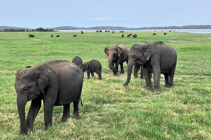 Minneriya National Park Safari | From Sigiriya