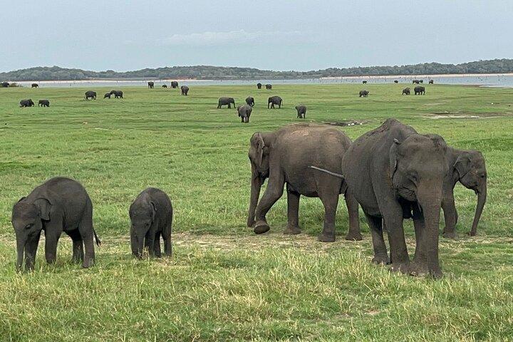 Minneriya National Park Safari | From Sigiriya