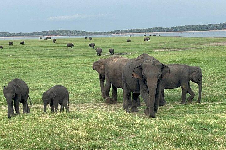 Minneriya National Park Safari | From Sigiriya