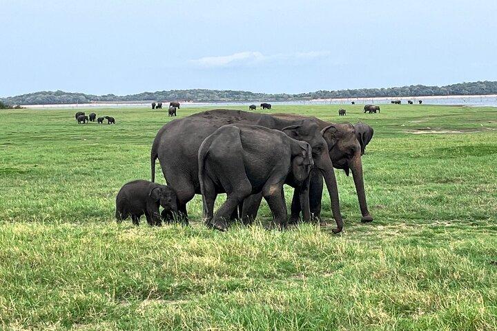 Minneriya National Park Safari | From Sigiriya
